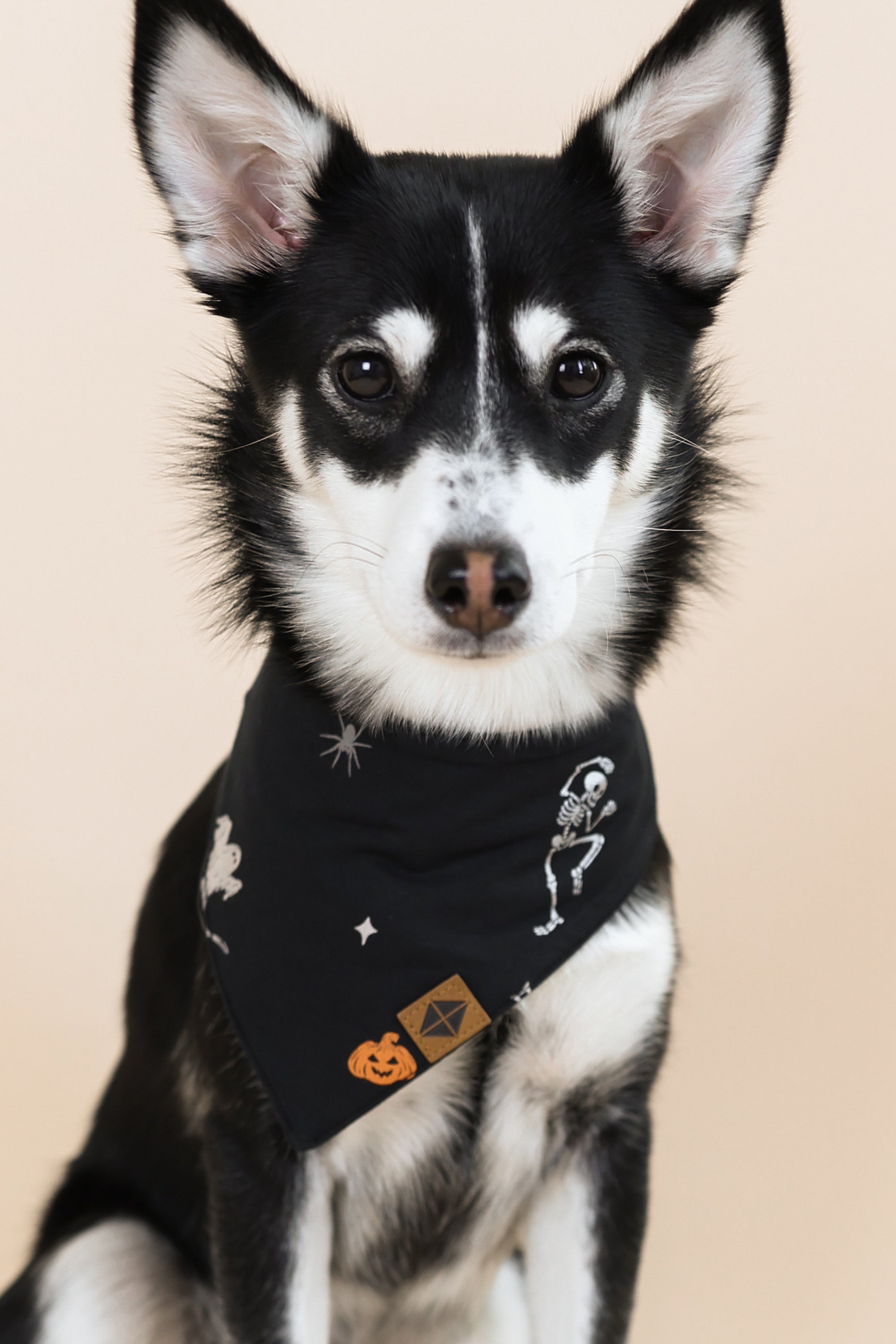 Dog Bandana in Halloween Friends